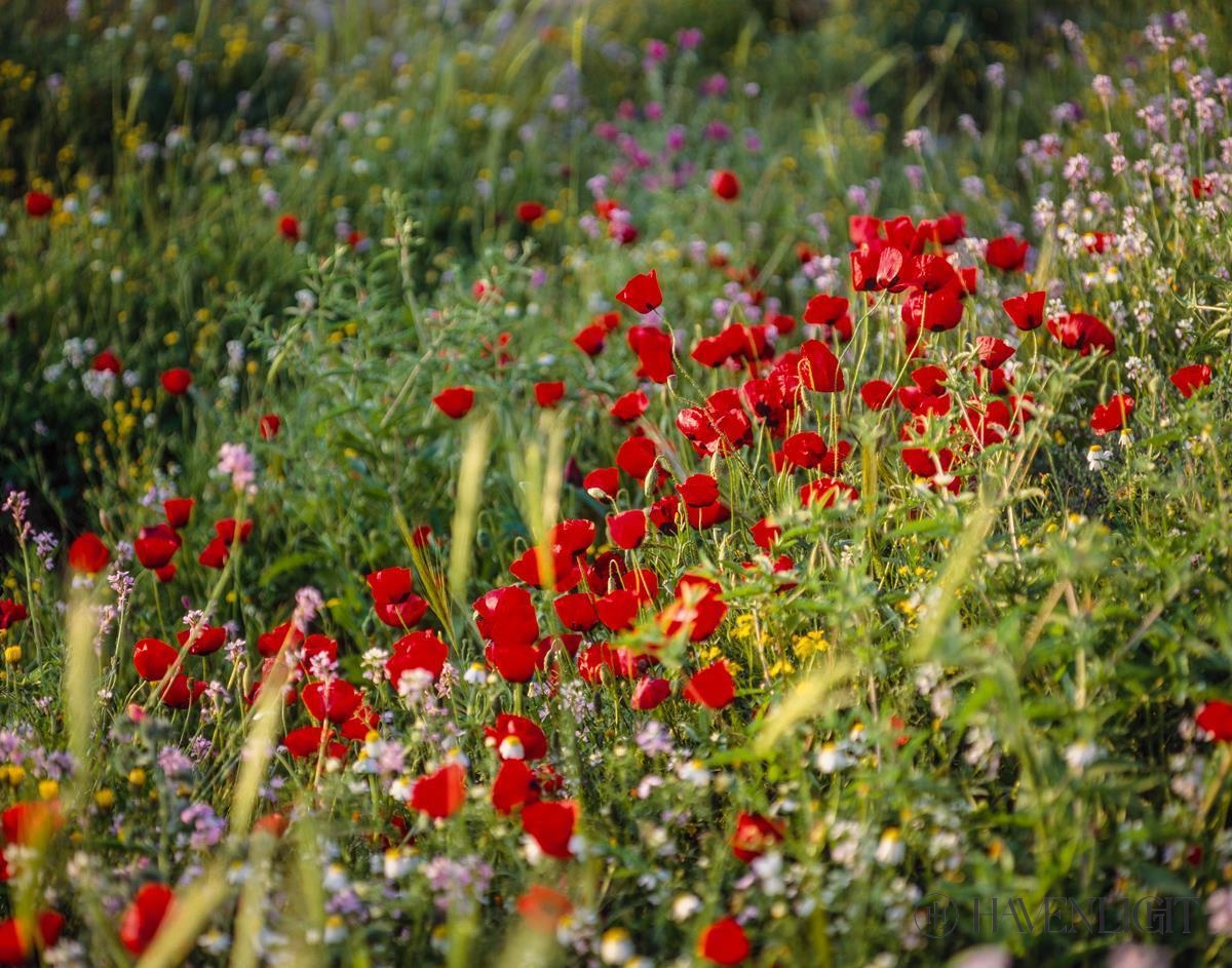Plate 3 - Poppy Mix Judean Wilderness Open Edition Print / 14 X 11 Only Art