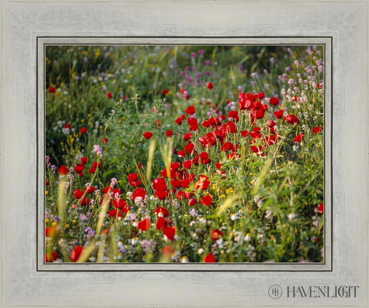 Plate 3 - Poppy Mix Judean Wilderness Open Edition Print / 14 X 11 Silver 18 1/4 15 Art