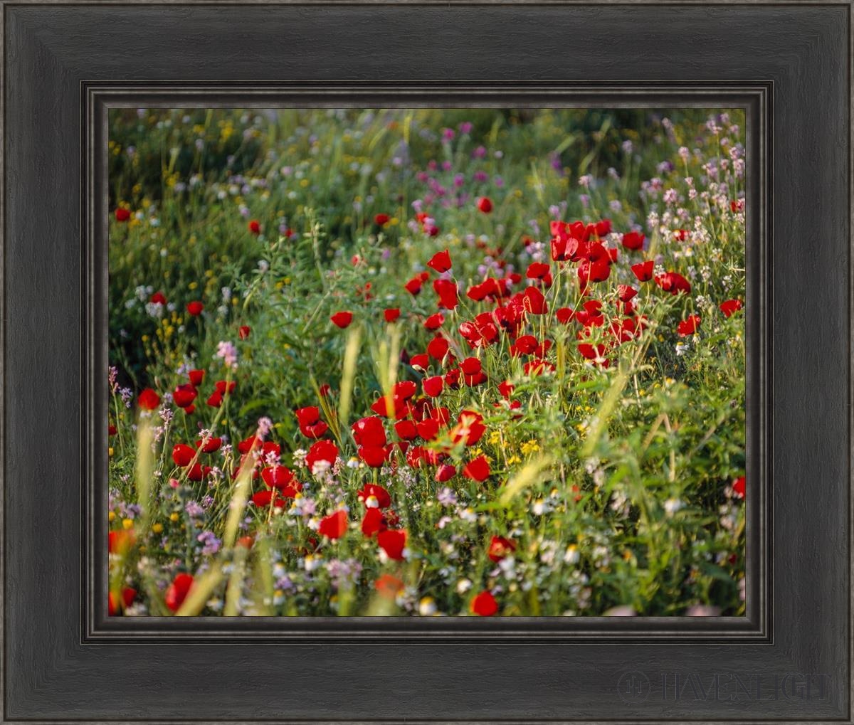 Plate 3 - Poppy Mix Judean Wilderness Open Edition Print / 20 X 16 Black 26 1/2 22 Art
