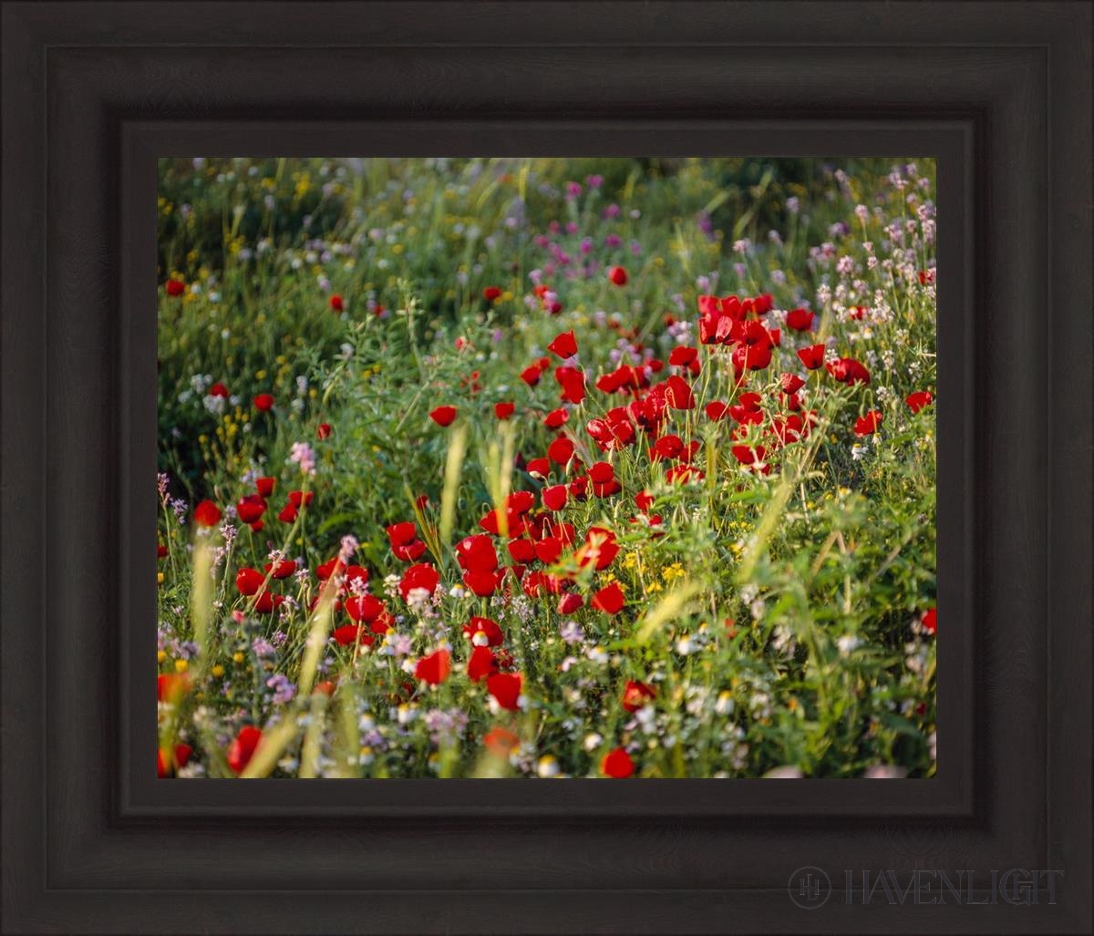 Plate 3 - Poppy Mix Judean Wilderness Open Edition Print / 20 X 16 Brown 27 3/4 23 Art
