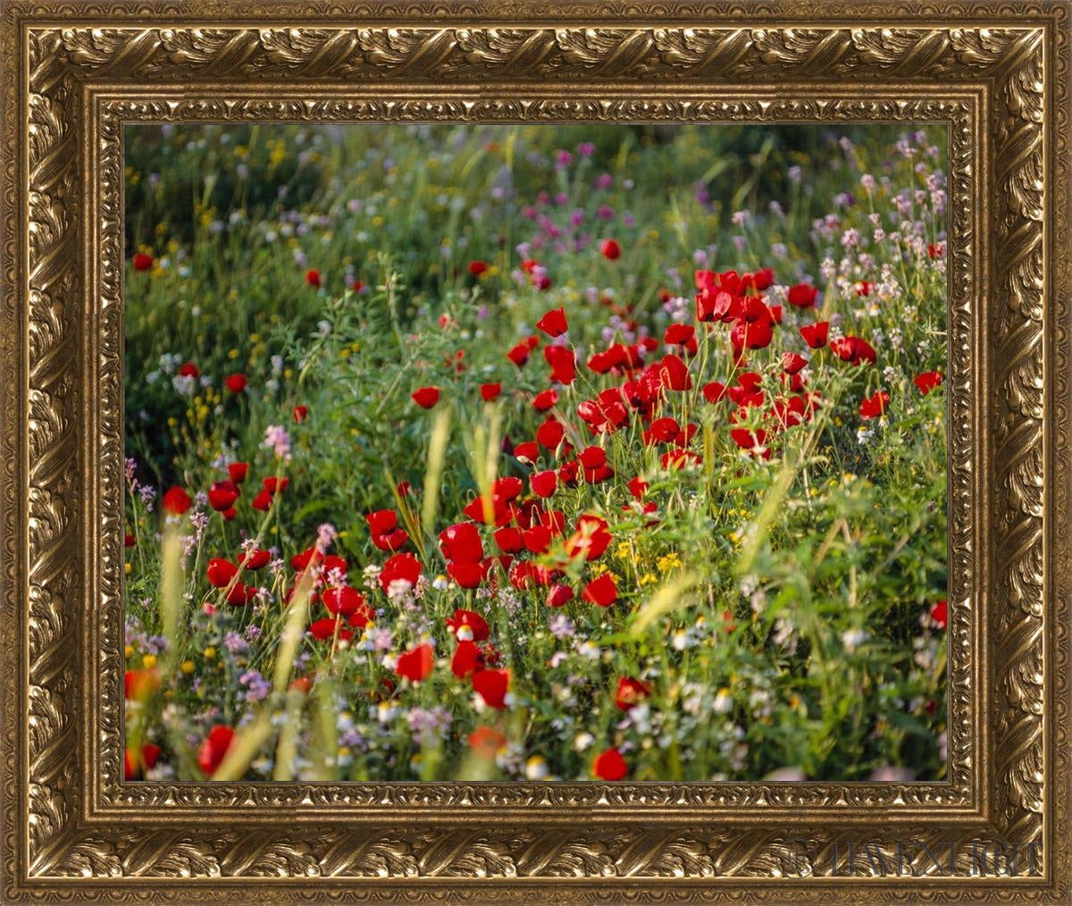 Plate 3 - Poppy Mix Judean Wilderness Open Edition Print / 20 X 16 Gold 25 3/4 21 Art