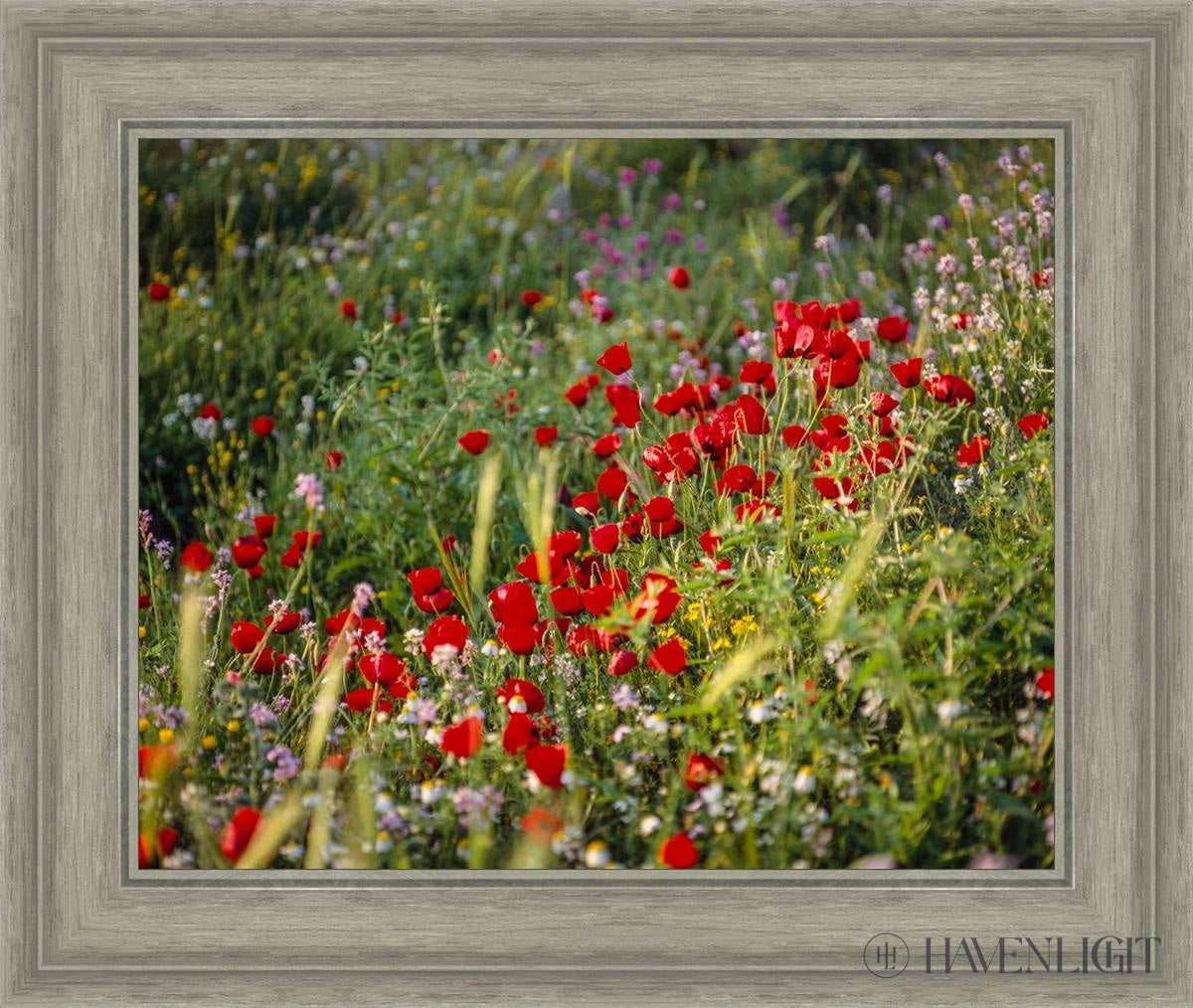 Plate 3 - Poppy Mix Judean Wilderness Open Edition Print / 20 X 16 Gray 25 3/4 21 Art