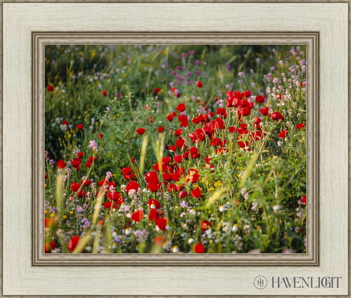 Plate 3 - Poppy Mix Judean Wilderness Open Edition Print / 20 X 16 Ivory 26 1/2 22 Art