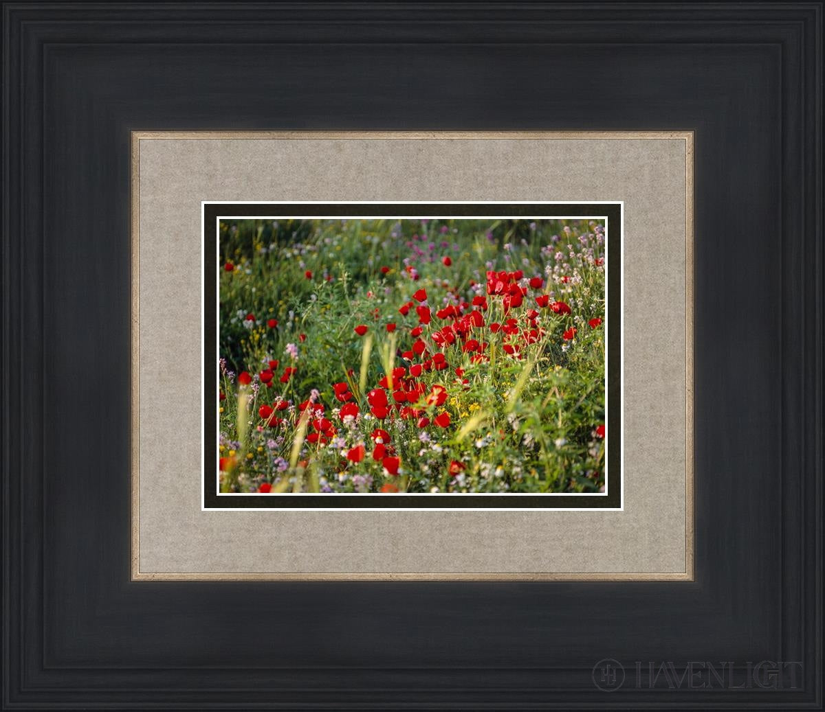Plate 3 - Poppy Mix Judean Wilderness Open Edition Print / 7 X 5 Black 14 3/4 12 Art