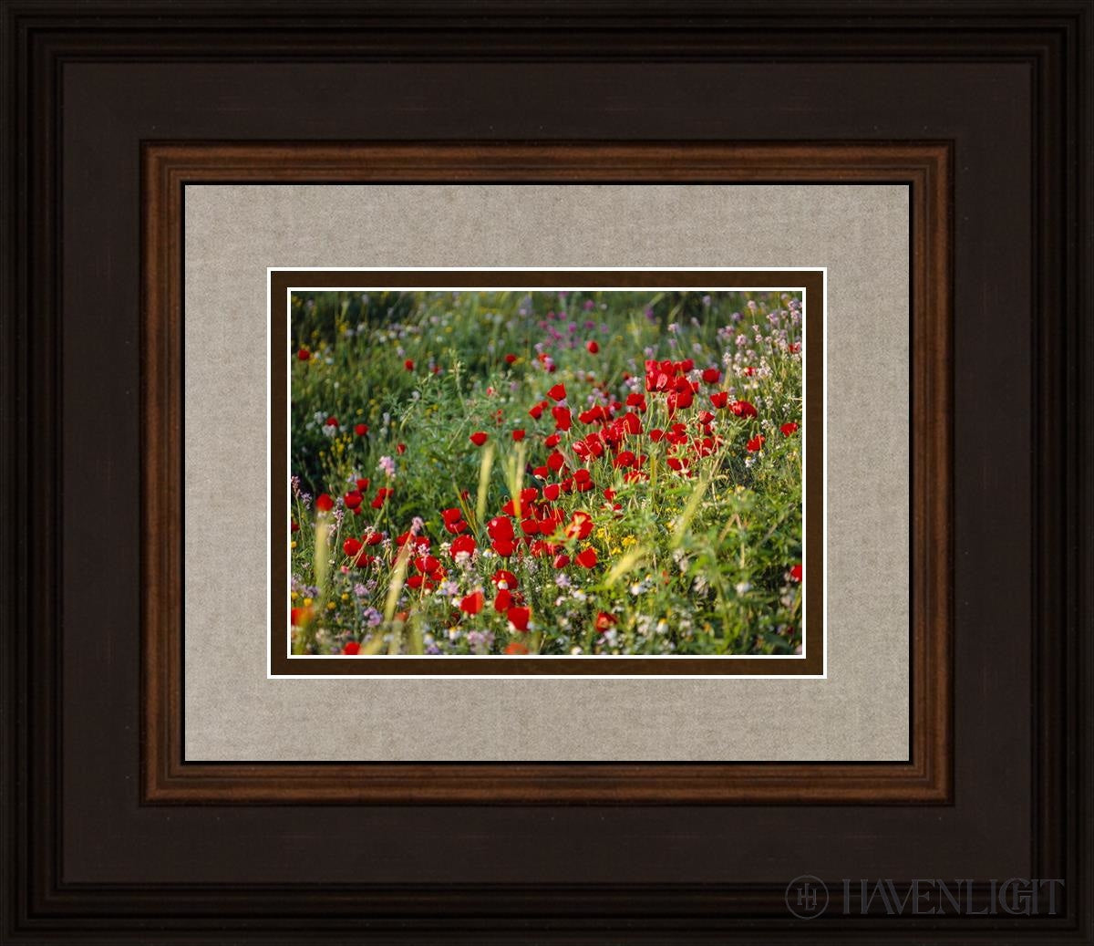 Plate 3 - Poppy Mix Judean Wilderness Open Edition Print / 7 X 5 Brown 14 3/4 12 Art