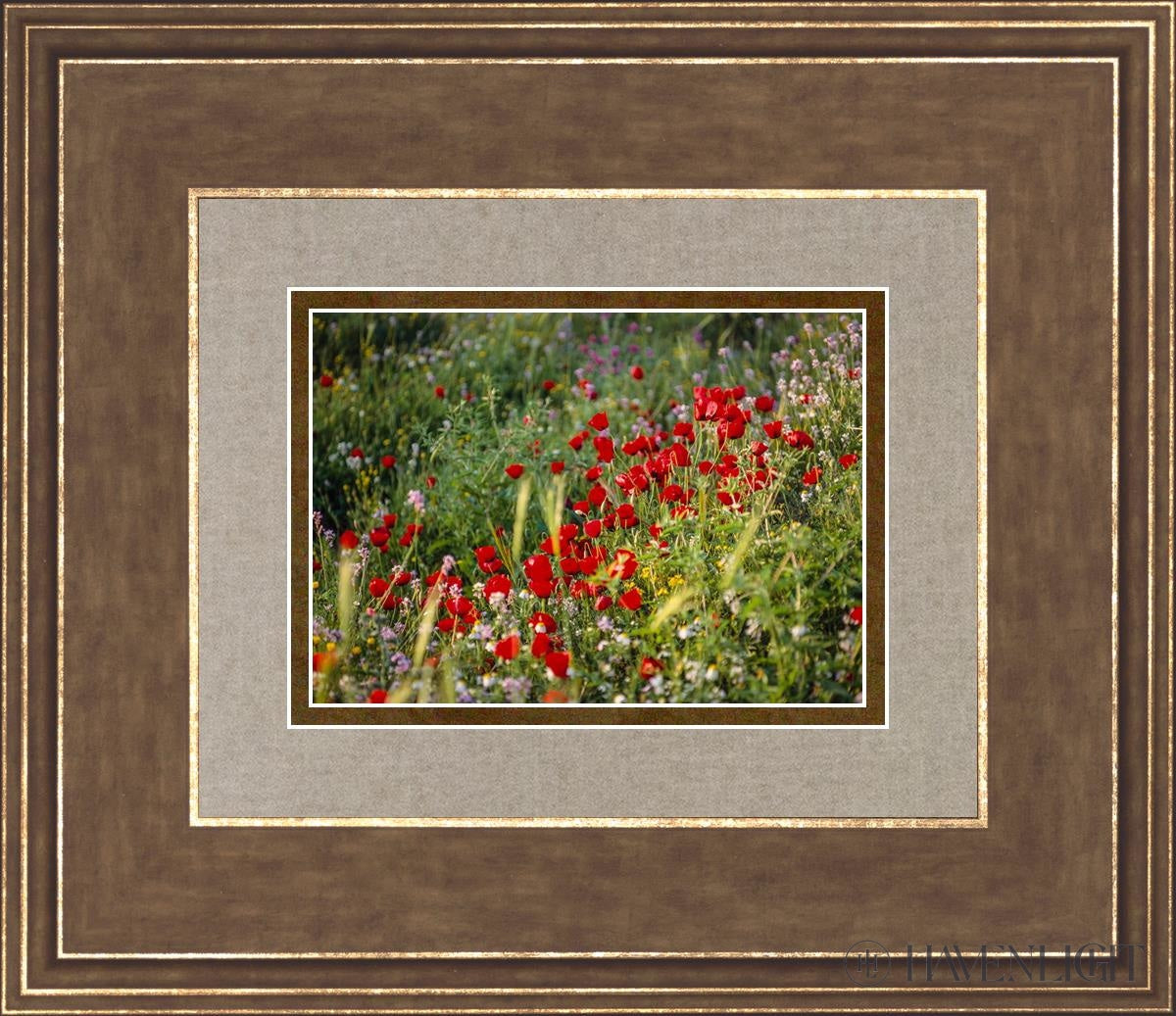 Plate 3 - Poppy Mix Judean Wilderness Open Edition Print / 7 X 5 Gold 14 3/4 12 Art