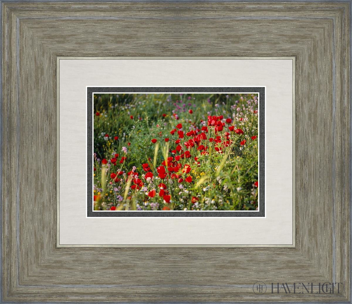 Plate 3 - Poppy Mix Judean Wilderness Open Edition Print / 7 X 5 Gray 14 3/4 12 Art