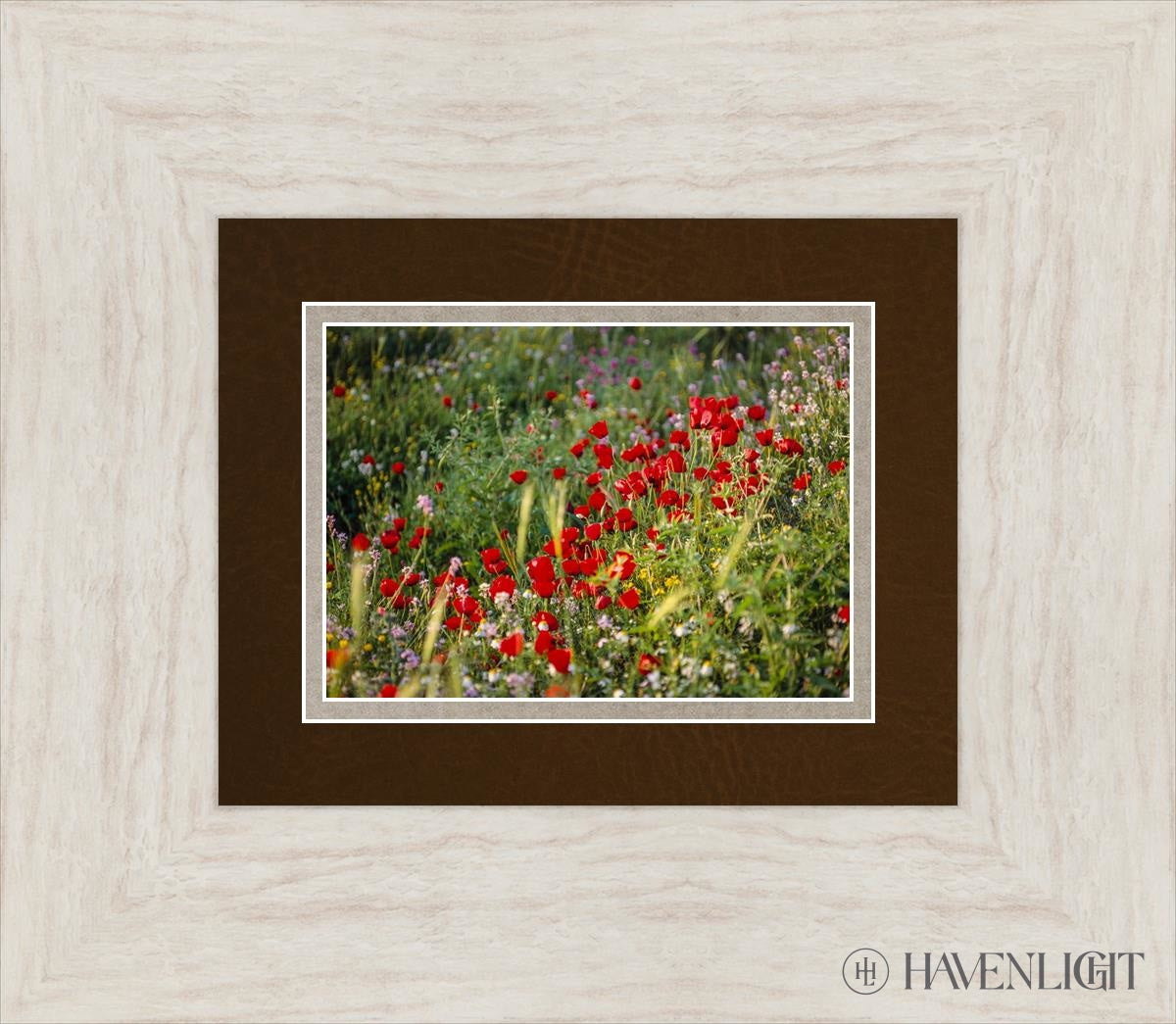 Plate 3 - Poppy Mix Judean Wilderness Open Edition Print / 7 X 5 Ivory 15 1/2 13 Art