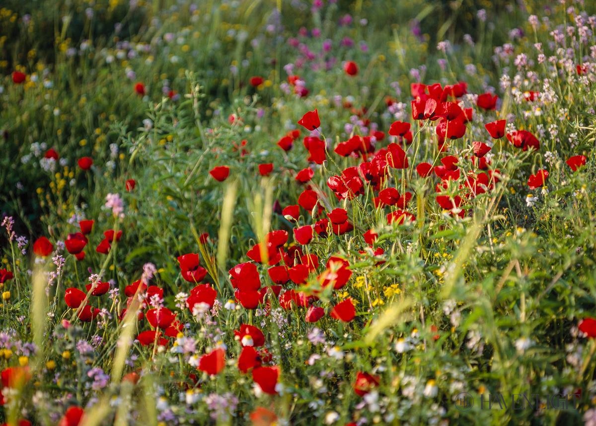 Plate 3 - Poppy Mix Judean Wilderness Open Edition Print / 7 X 5 Only Art