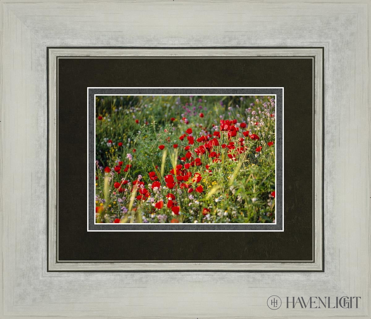 Plate 3 - Poppy Mix Judean Wilderness Open Edition Print / 7 X 5 Silver 14 1/4 12 Art