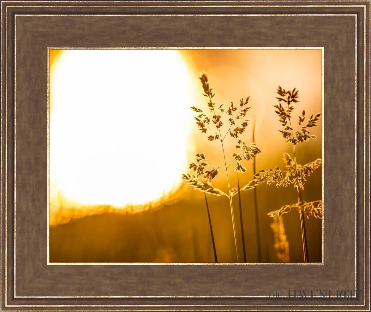 Plate 3 - Spring Brook Grasses Open Edition Print / 14 X 11 Gold 18 3/4 15 Art