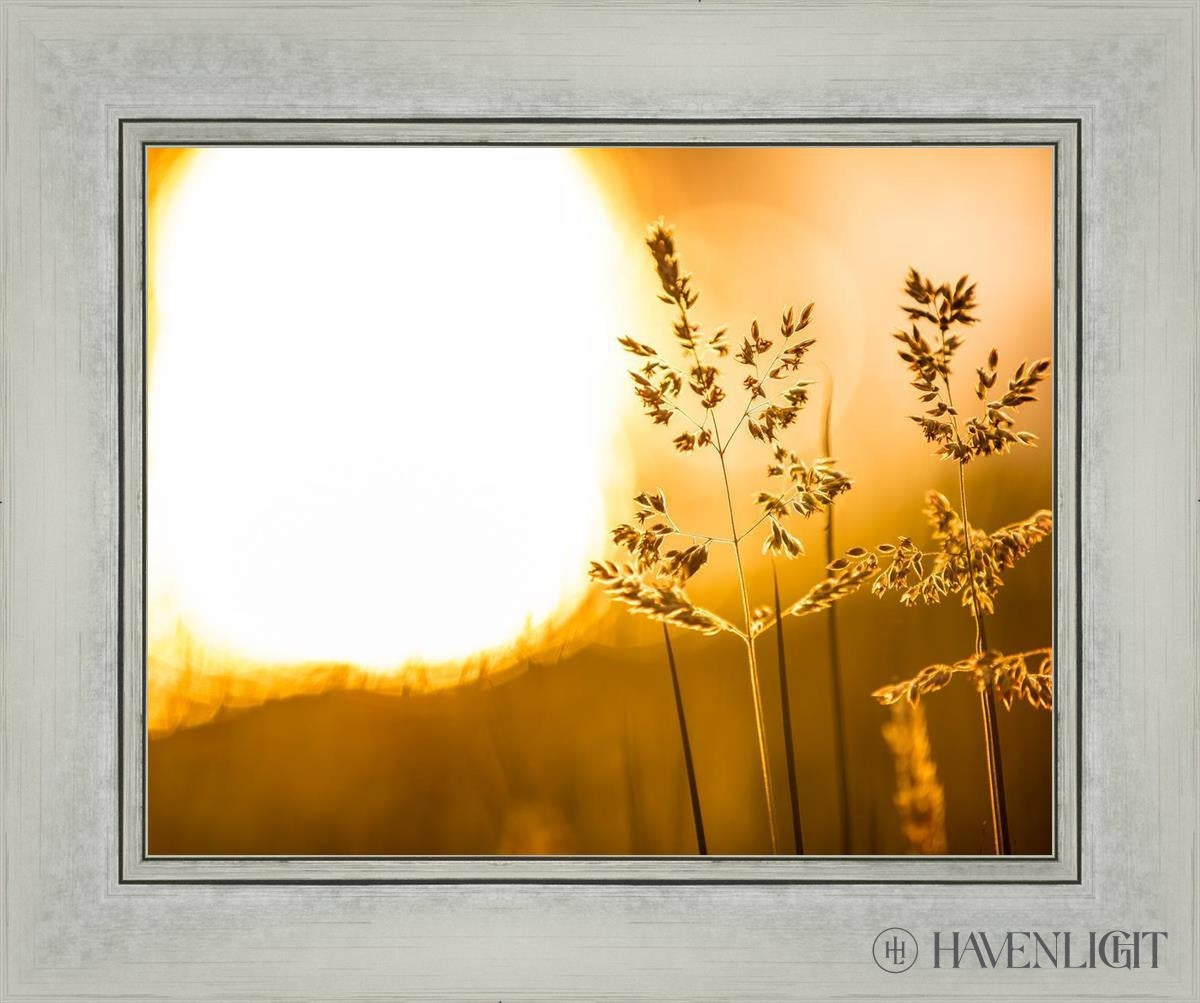 Plate 3 - Spring Brook Grasses Open Edition Print / 14 X 11 Silver 18 1/4 15 Art