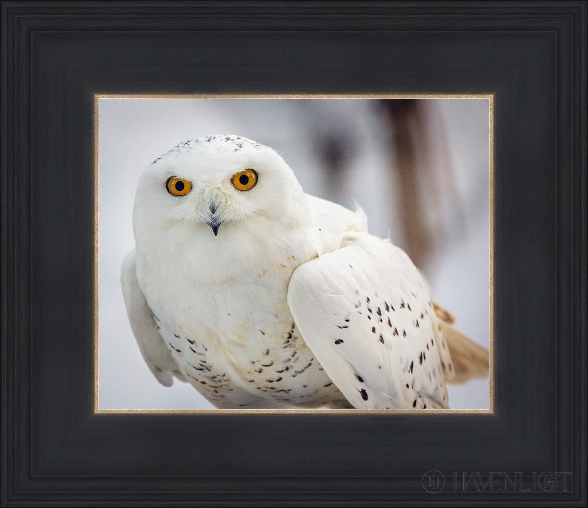 Snowy Owl Haines Alaska Open Edition Print / 10 X 8 Black 14 3/4 12 Art