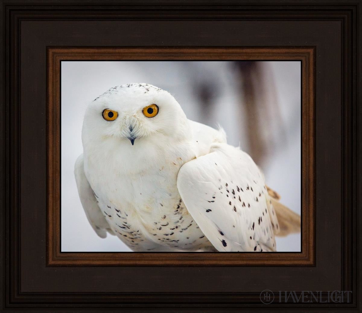 Snowy Owl Haines Alaska Open Edition Print / 10 X 8 Brown 14 3/4 12 Art