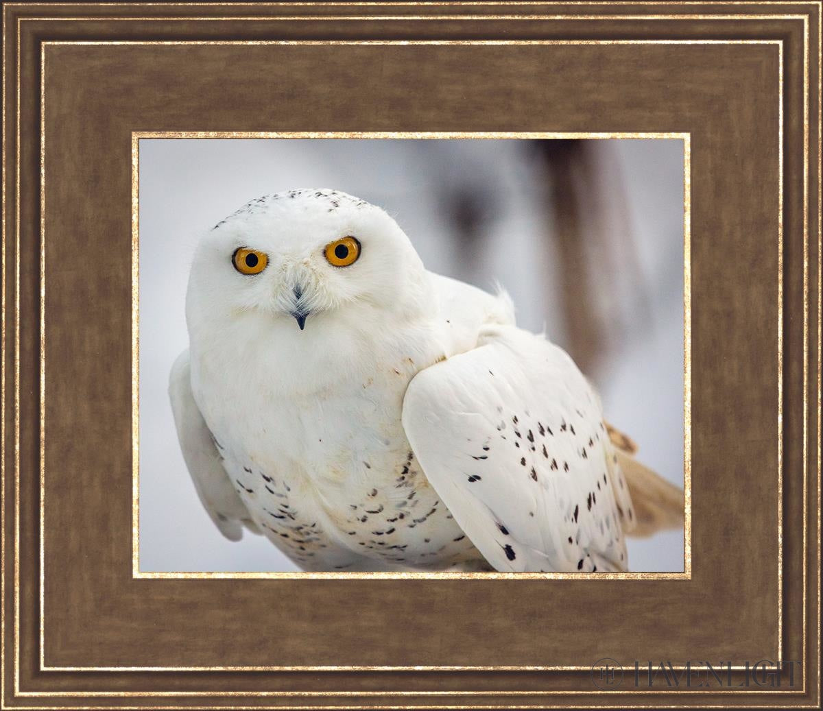 Snowy Owl Haines Alaska Open Edition Print / 10 X 8 Gold 14 3/4 12 Art