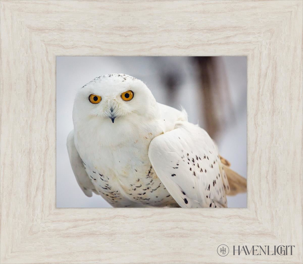 Snowy Owl Haines Alaska Open Edition Print / 10 X 8 Ivory 15 1/2 13 Art