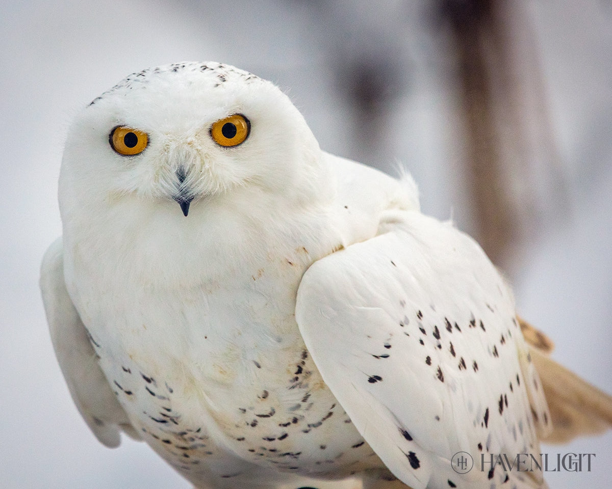 Snowy Owl Haines Alaska Open Edition Print / 10 X 8 Only Art