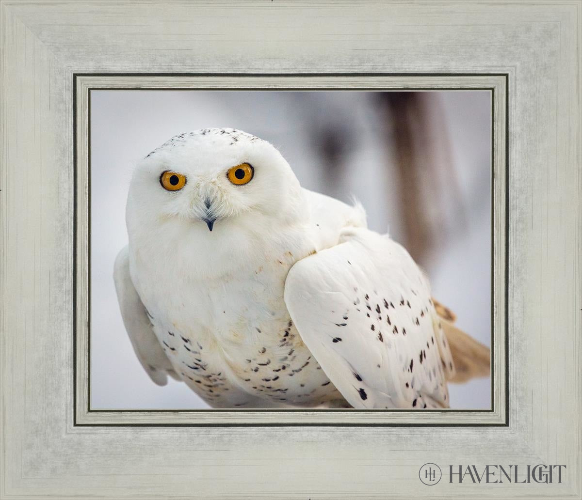 Snowy Owl Haines Alaska Open Edition Print / 10 X 8 Silver 14 1/4 12 Art