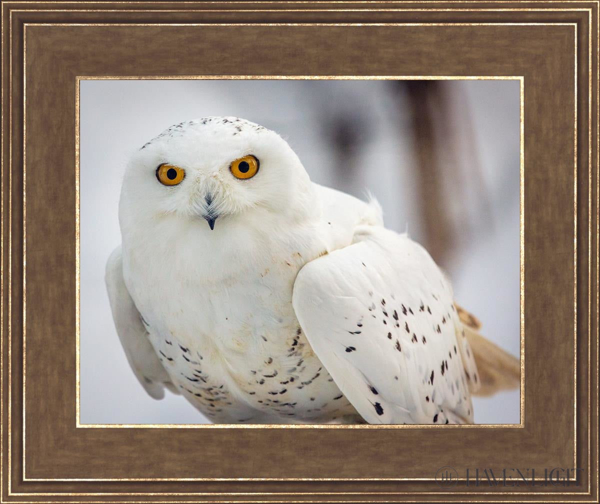 Snowy Owl Haines Alaska Open Edition Print / 14 X 11 Gold 18 3/4 15 Art