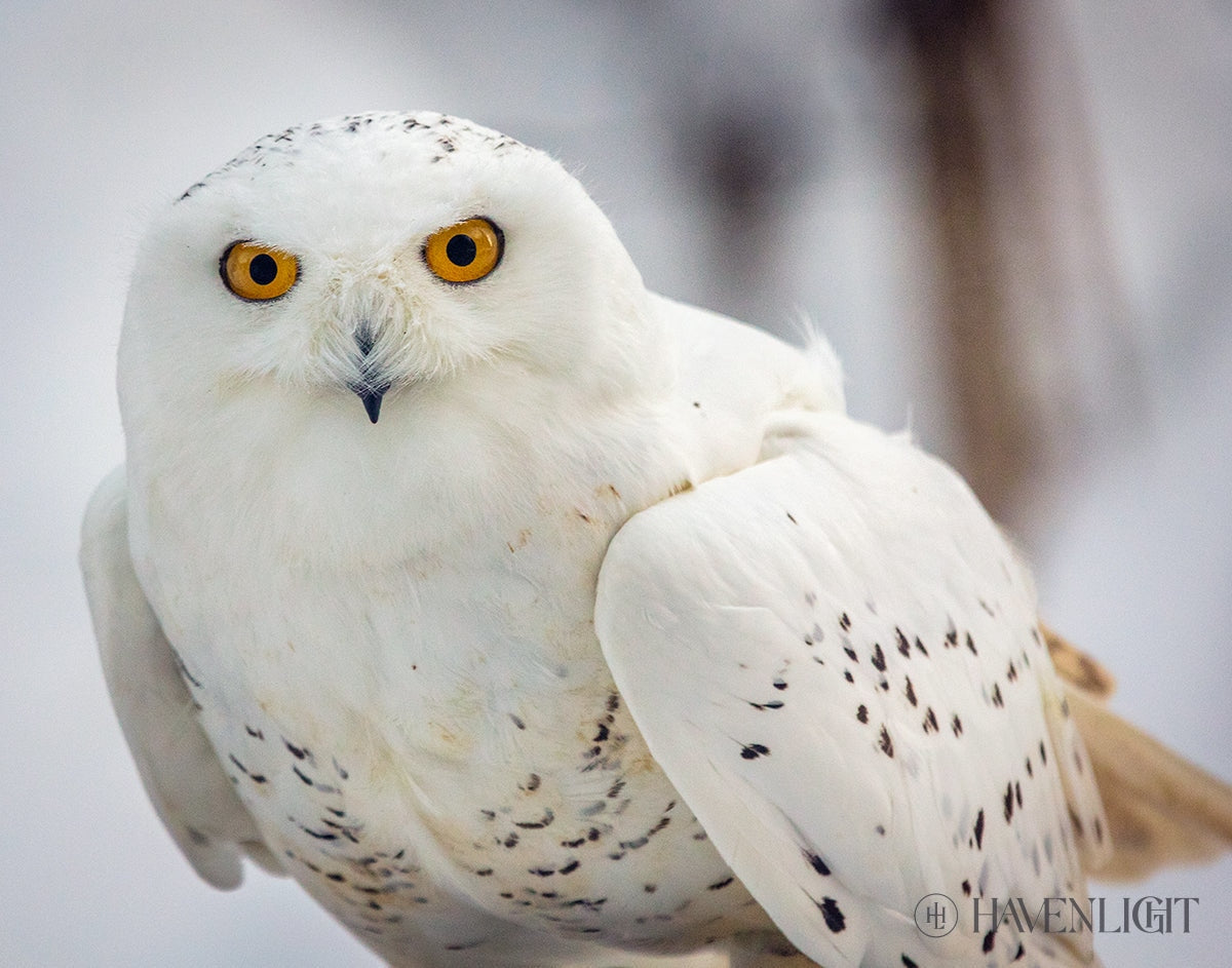 Snowy Owl Haines Alaska Open Edition Print / 14 X 11 Only Art