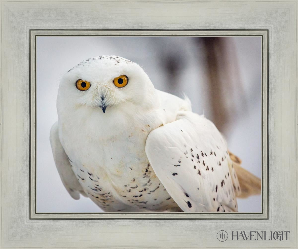 Snowy Owl Haines Alaska Open Edition Print / 14 X 11 Silver 18 1/4 15 Art