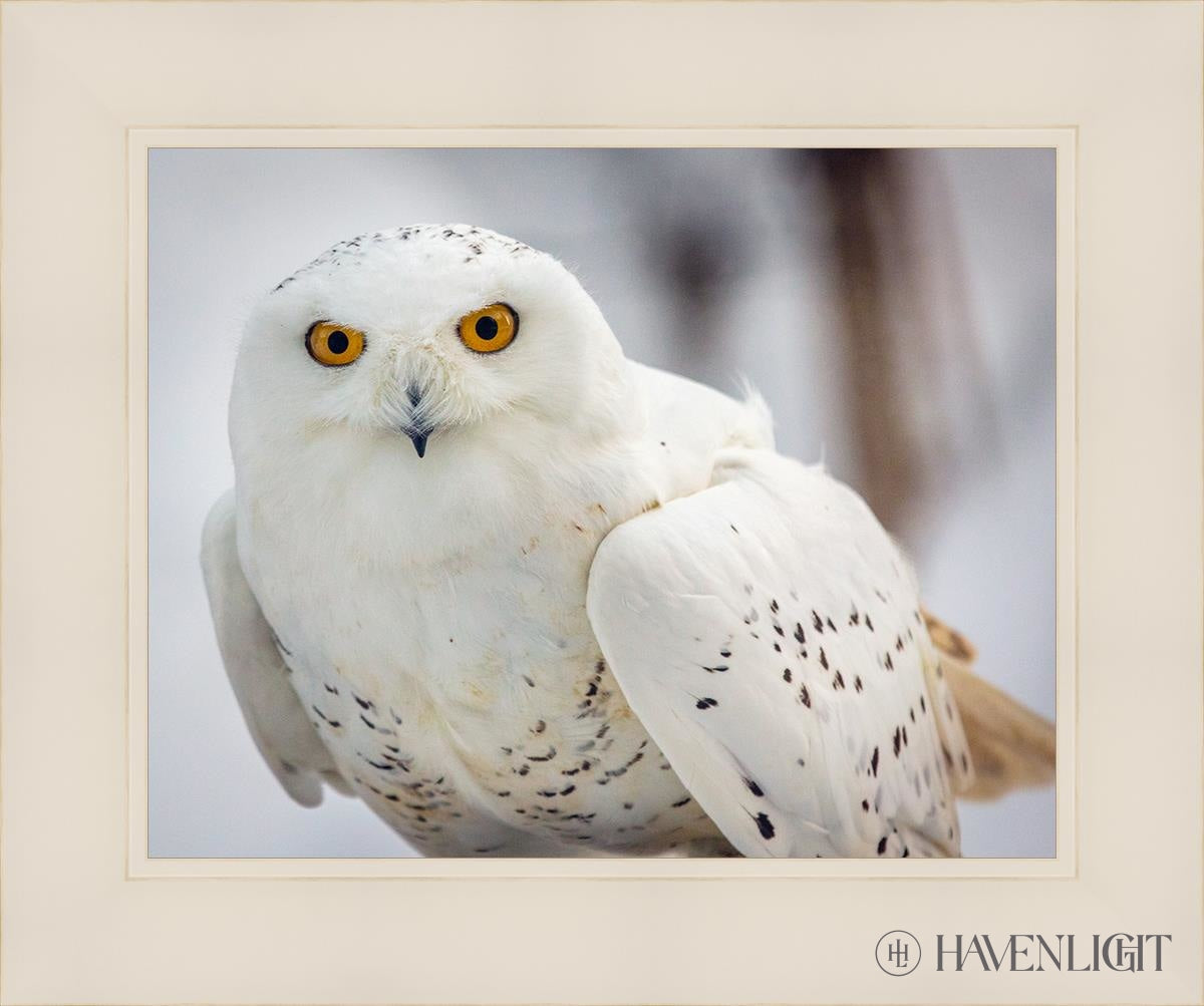 Snowy Owl Haines Alaska Open Edition Print / 14 X 11 White 18 1/4 15 Art