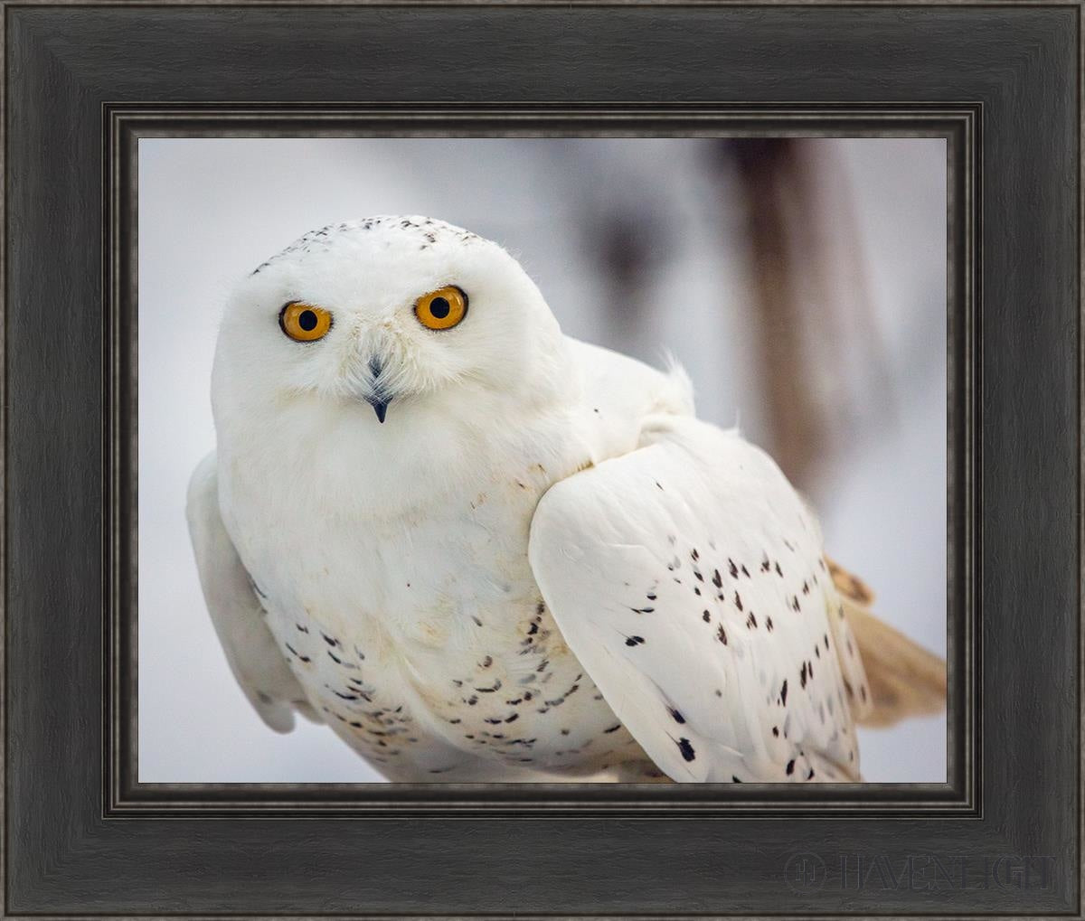 Snowy Owl Haines Alaska Open Edition Print / 20 X 16 Black 26 1/2 22 Art