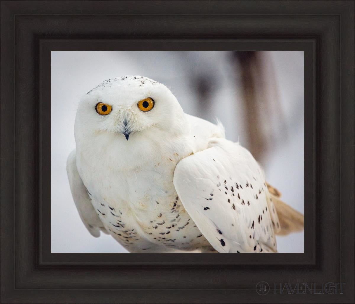 Snowy Owl Haines Alaska Open Edition Print / 20 X 16 Brown 27 3/4 23 Art