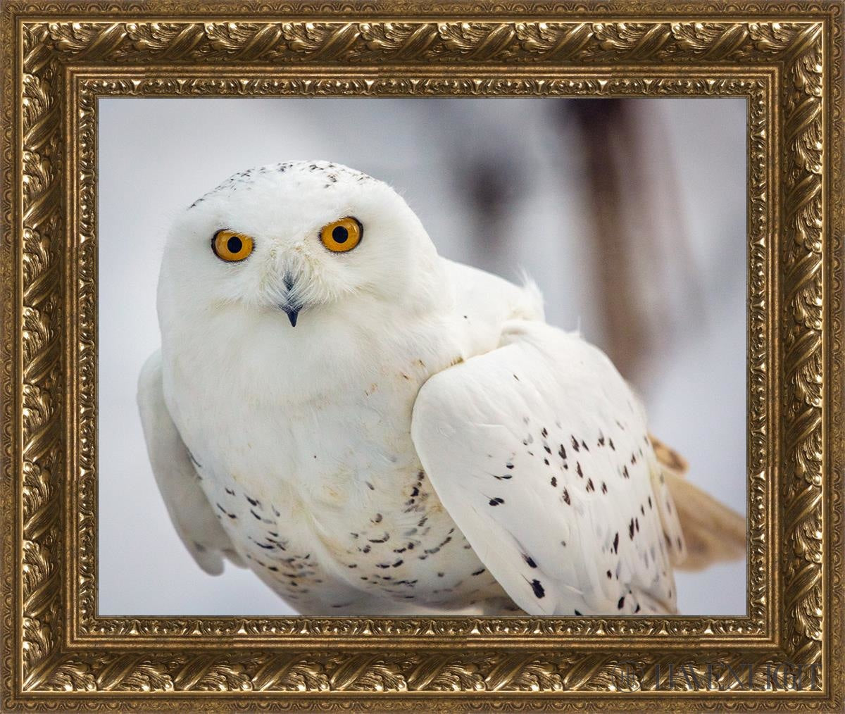 Snowy Owl Haines Alaska Open Edition Print / 20 X 16 Gold 25 3/4 21 Art