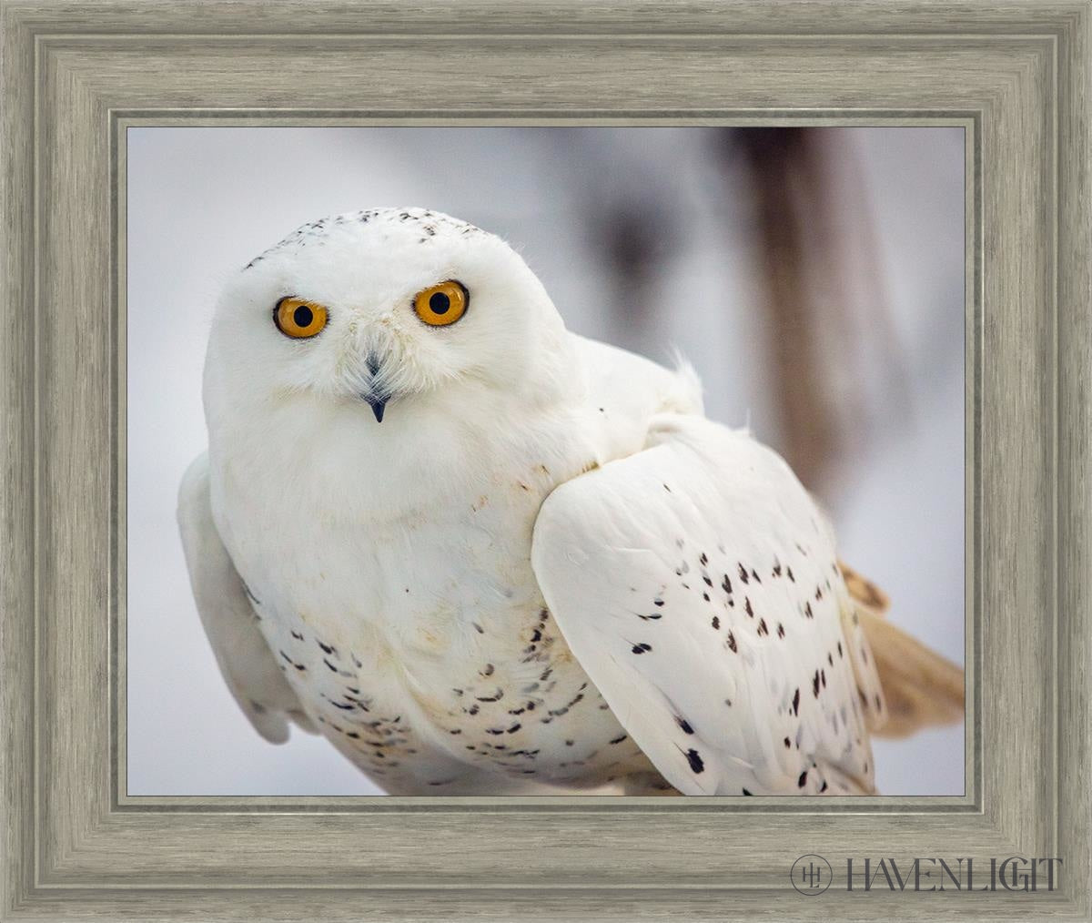 Snowy Owl Haines Alaska Open Edition Print / 20 X 16 Gray 25 3/4 21 Art