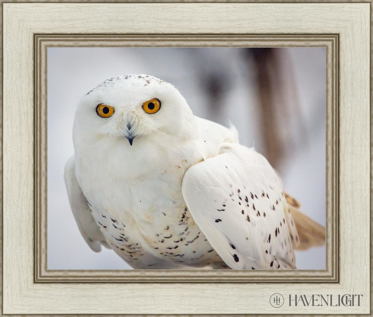 Snowy Owl Haines Alaska Open Edition Print / 20 X 16 Ivory 26 1/2 22 Art