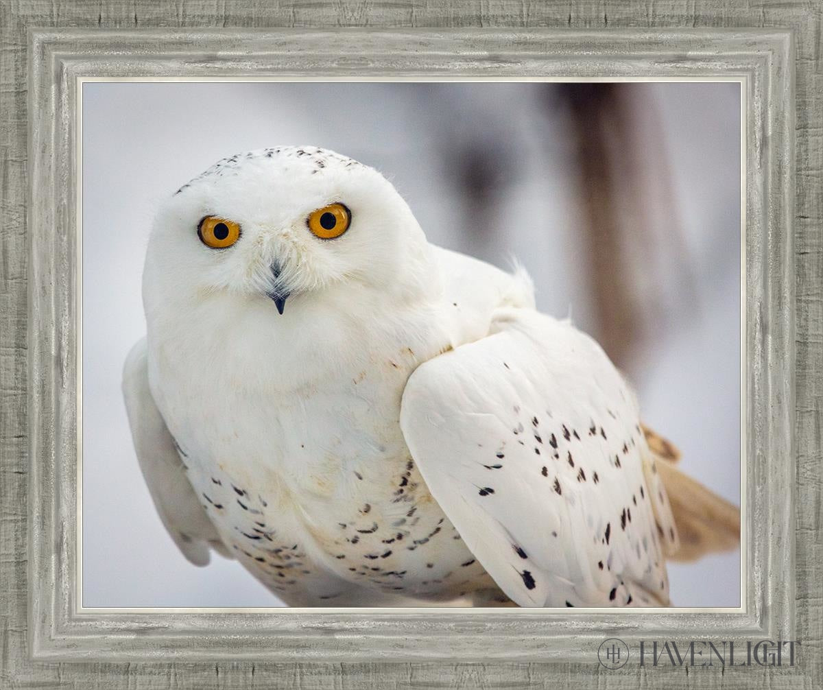 Snowy Owl Haines Alaska Open Edition Print / 20 X 16 Silver 24 3/4 Art