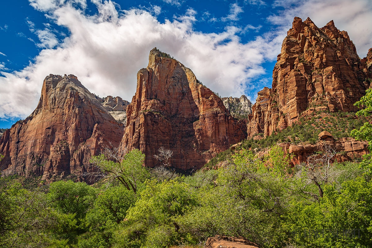 The Three Patriarchs Zion National Park Open Edition Canvas / 24 X 16 Rolled In Tube Art