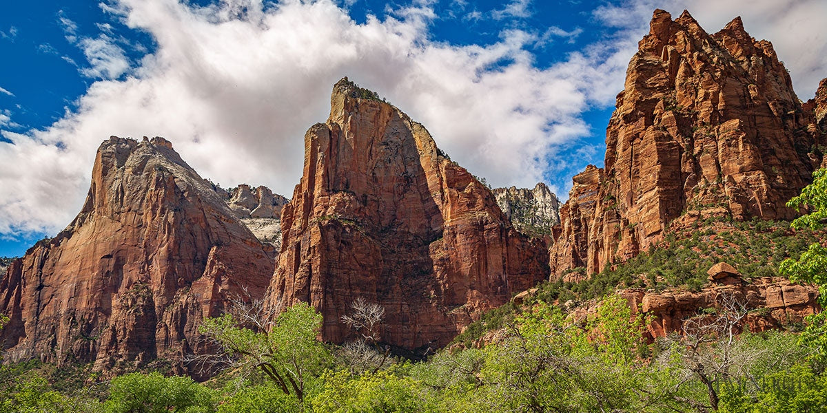 The Three Patriarchs Zion National Park Open Edition Canvas / 30 X 15 Rolled In Tube Art