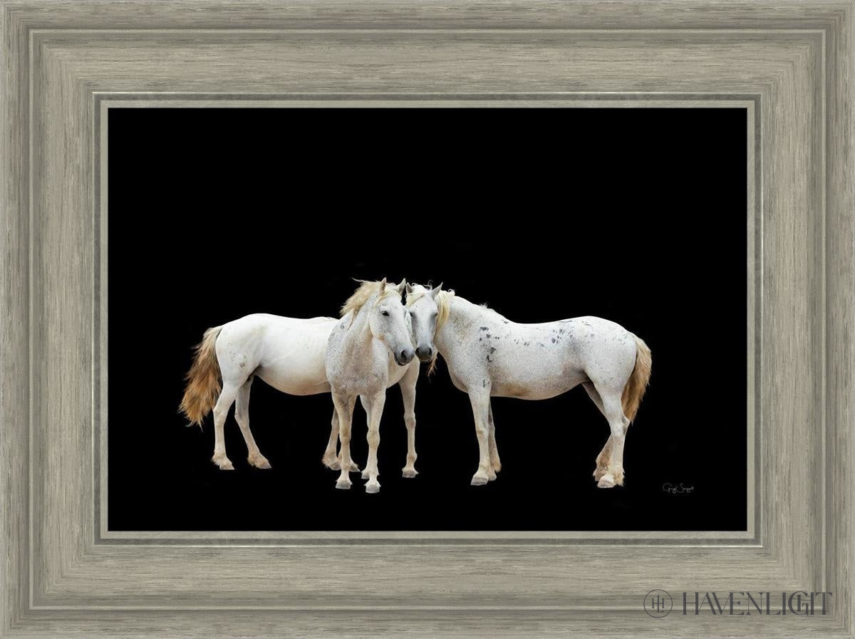 Three White Horses Open Edition Canvas / 18 X 12 Gray 23 3/4 17 Art