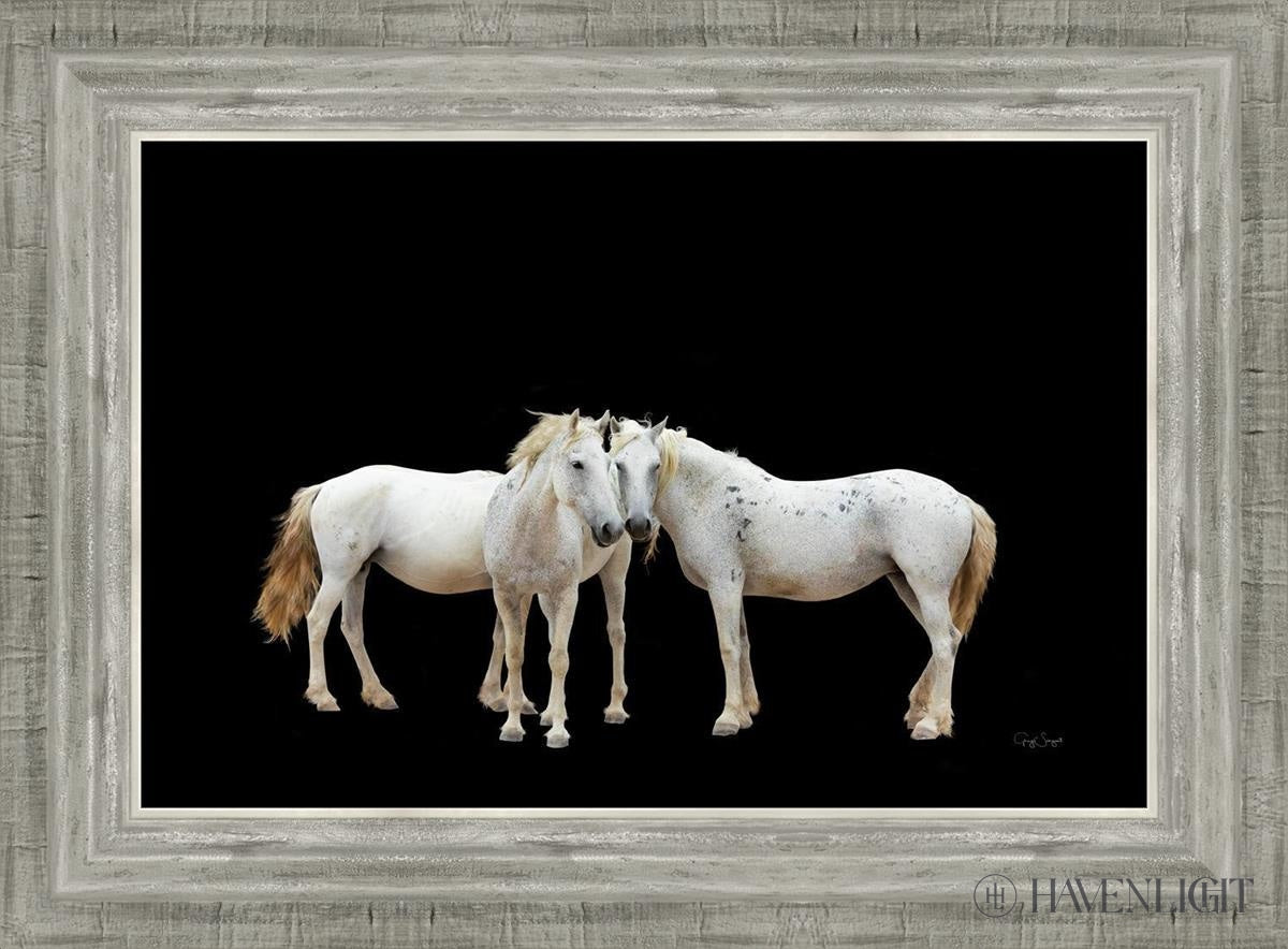 Three White Horses Open Edition Canvas / 18 X 12 Silver 22 3/4 16 Art