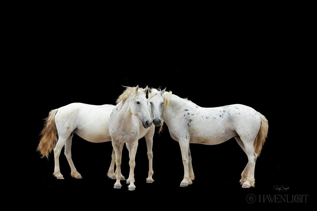 Three White Horses Open Edition Canvas / 24 X 16 Rolled In Tube Art
