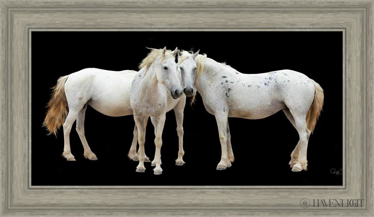 Three White Horses Open Edition Canvas / 30 X 15 Gray 35 3/4 20 Art