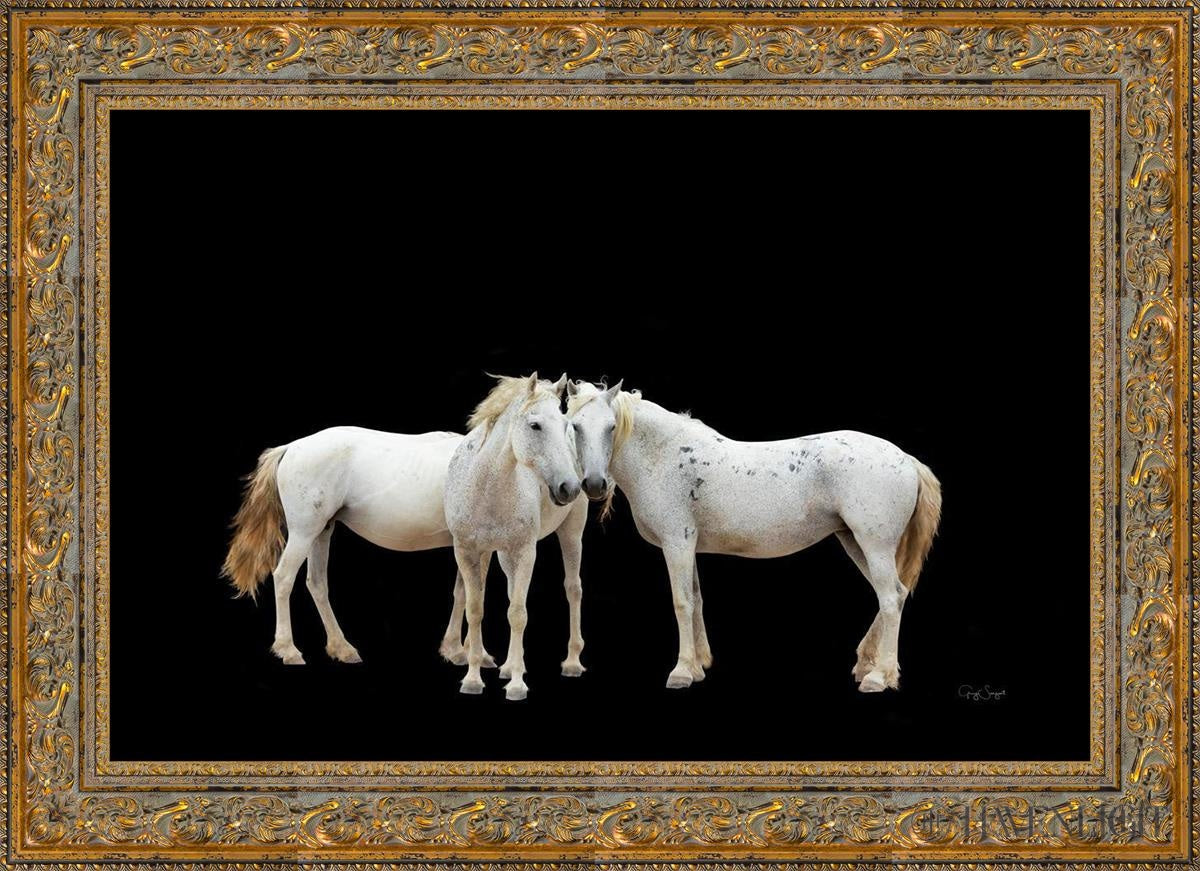 Three White Horses Open Edition Canvas / 36 X 24 Gold 43 3/4 31 Art