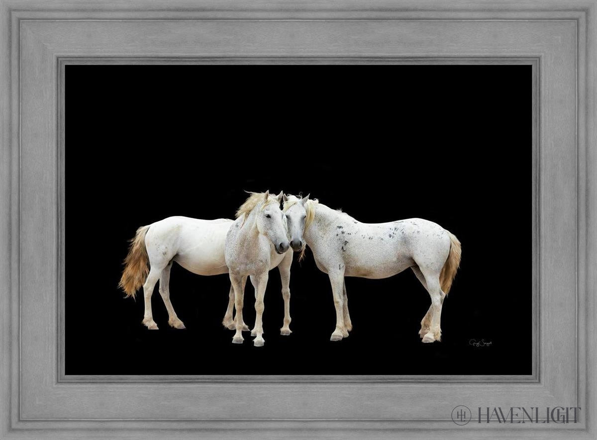 Three White Horses Open Edition Canvas / 36 X 24 Gray 45 3/4 33 Art