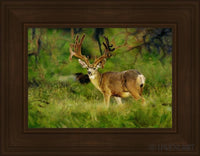 Velvet Open Edition Print / 15 3/4 X 11 Frame A 16 21 1/2 Art