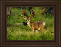 Velvet Open Edition Print / 15 3/4 X 11 Frame B 1/4 20 Art