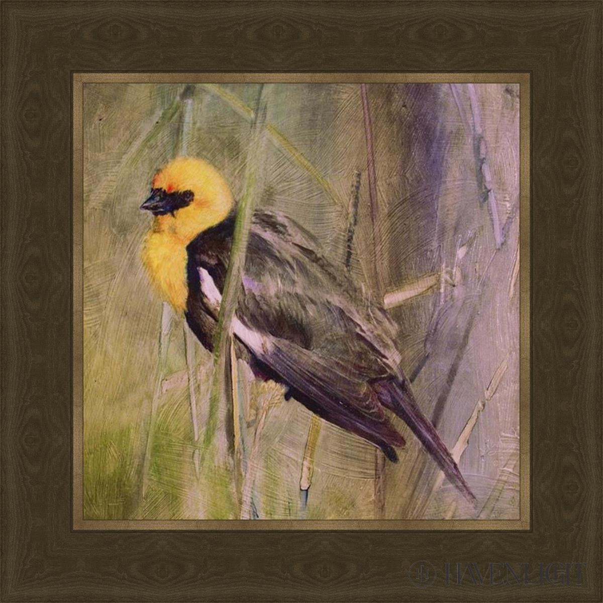 Yellow Headed Black Bird Open Edition Print / 12 X Frame G 16 1/4 Art