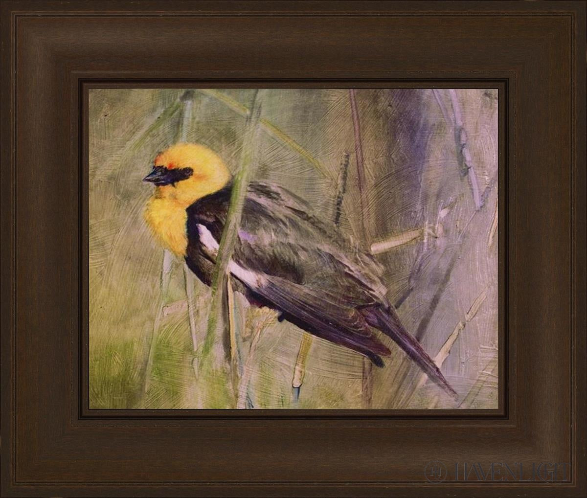 Yellow Headed Black Bird Open Edition Print / 14 X 11 Frame C 19 3/4 16 Art