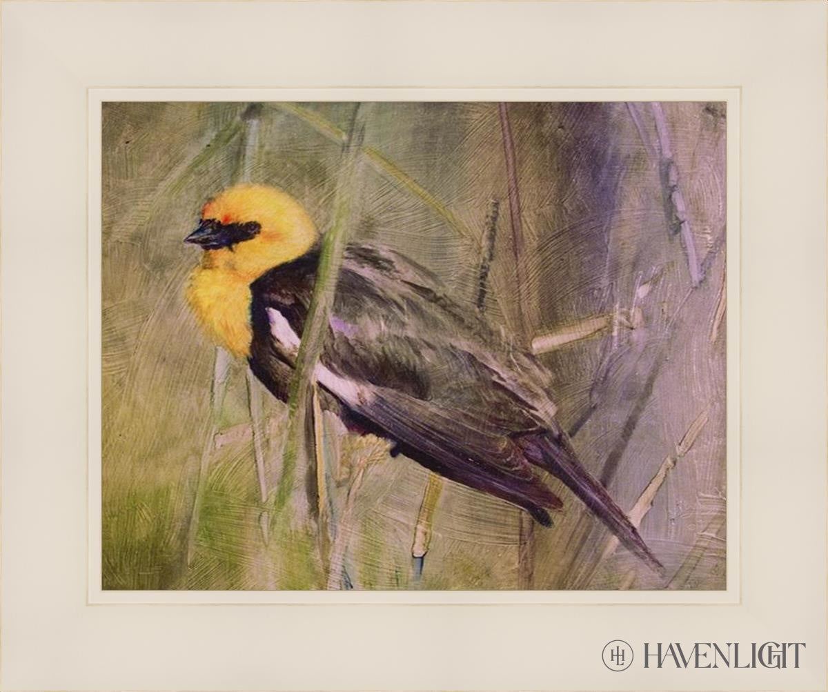 Yellow Headed Black Bird Open Edition Print / 14 X 11 Frame L 18 1/4 15 Art